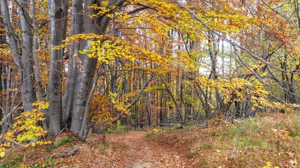 Colors Autumn Forest Pathway — Stock Photo, Image