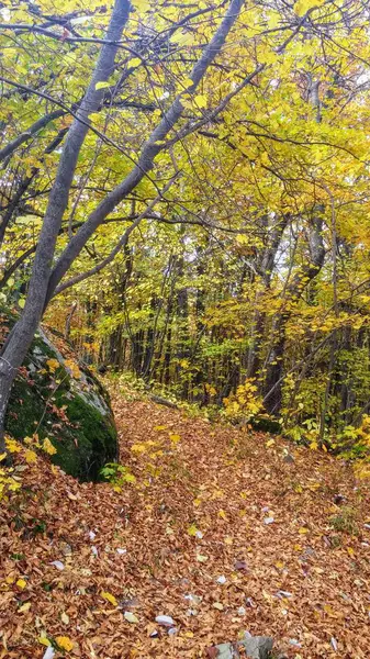 Die Farben Des Herbstlichen Waldwegs — Stockfoto