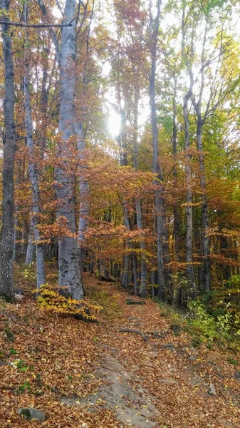 Färgerna Hösten Skogen Väg — Stockfoto