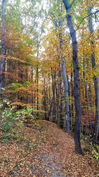 Les Couleurs Sentier Forestier Automne — Photo