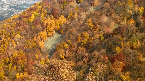 Renkler Sonbahar Orman Yolu — Stok fotoğraf
