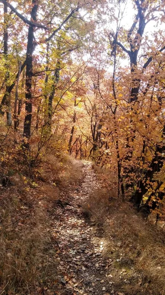 Barvy Podzimu Lesní Stezka — Stock fotografie