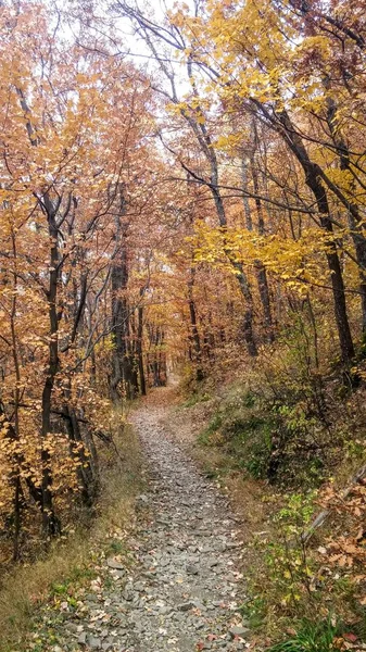 Die Farben Des Herbstlichen Waldwegs — Stockfoto