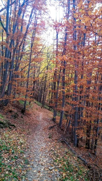 Kolory Jesieni Lasu Szlak — Zdjęcie stockowe