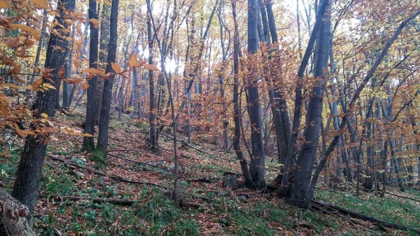 Färgerna Hösten Skogen Väg — Stockfoto