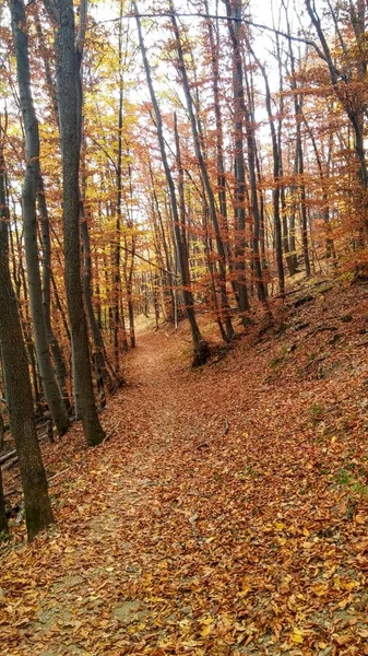 Colors Autumn Forest Pathway — Stock Photo, Image