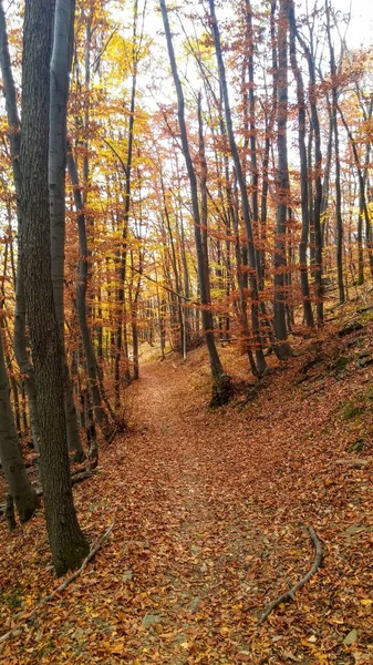 Färgerna Hösten Skogen Väg — Stockfoto