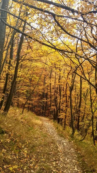 秋の森の経路の色 — ストック写真