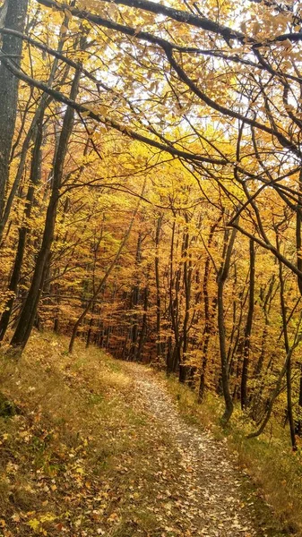 Die Farben Des Herbstlichen Waldwegs — Stockfoto