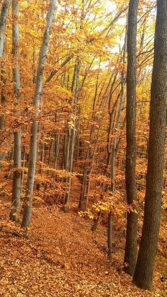 Cores Caminho Floresta Outono — Fotografia de Stock