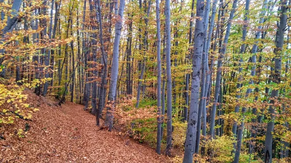 Die Farben Des Herbstlichen Waldwegs — Stockfoto