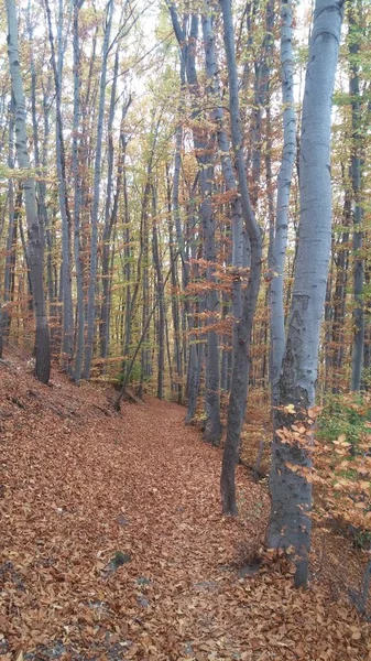 Färgerna Hösten Skogen Väg — Stockfoto