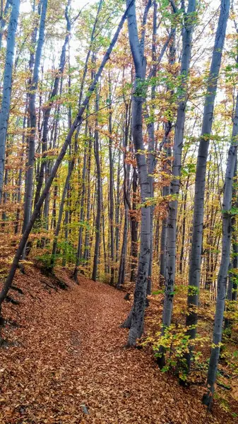 Les Couleurs Sentier Forestier Automne — Photo