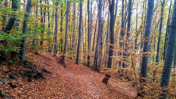 Cores Caminho Floresta Outono — Fotografia de Stock