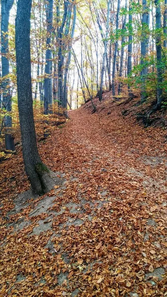 Los Colores Del Sendero Del Bosque Otoño — Foto de Stock