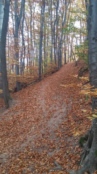 Les Couleurs Sentier Forestier Automne — Photo