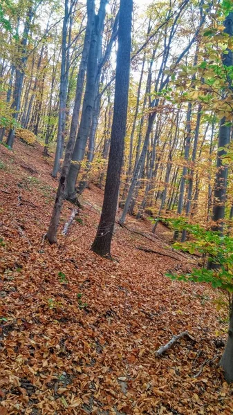 Цвета Осеннего Лесного Пути — стоковое фото