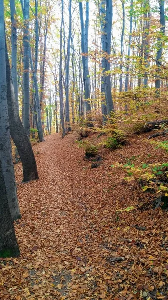 Cores Caminho Floresta Outono — Fotografia de Stock
