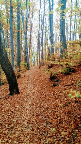 Färgerna Hösten Skogen Väg — Stockfoto