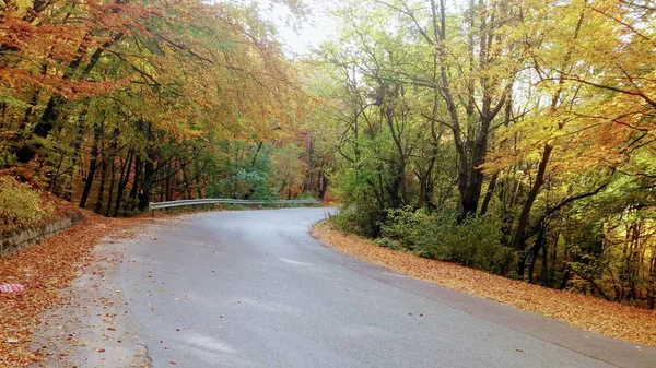 Die Farben Des Herbstlichen Waldwegs — Stockfoto