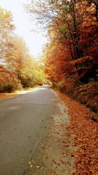 Die Farben Des Herbstlichen Waldwegs — Stockfoto