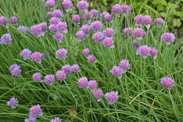 Blooming violet onion plant in garden. Flower decorative onion. Close-up of violet onions flowers on summer field.. Violet allium flower (allium giganteum). Beautiful blossoming onions.