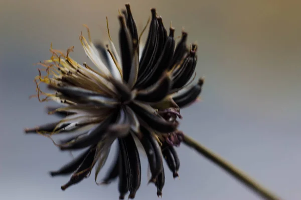 dry herb flower seeds with an asterisk. Umbrella inflorescence wilted flower, seeds instead of petals, autumn bouquet, texture