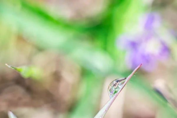 Dew drops on the blades of grass after the rain hang in them you can see the reflection