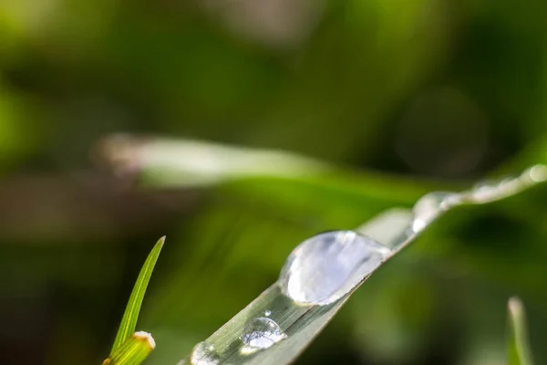 Dew drops on the blades of grass after the rain hang in them you can see the reflection