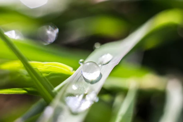 Dew drops on the blades of grass after the rain hang in them you can see the reflection