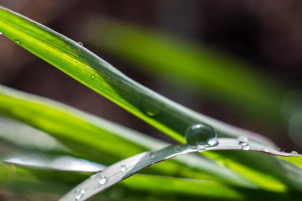 Dew drops on the blades of grass after the rain hang in them you can see the reflection