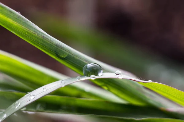 Dew drops on the blades of grass after the rain hang in them you can see the reflection