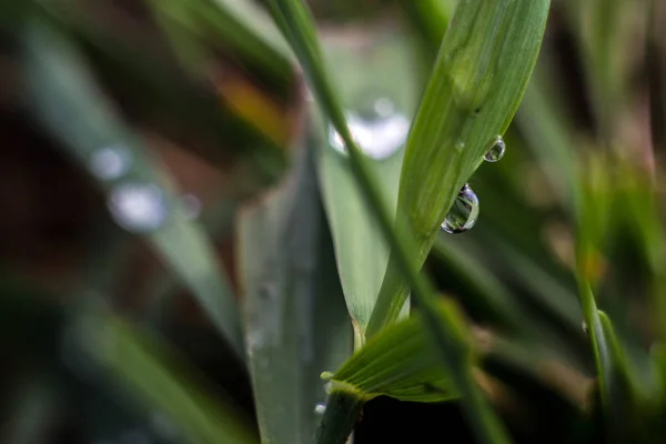 Dew drops on the blades of grass after the rain hang in them you can see the reflection