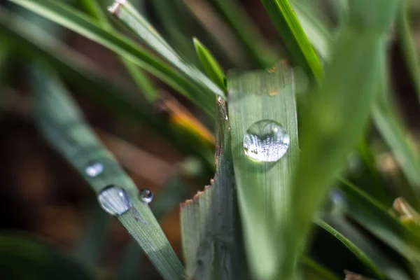 Dew drops on the blades of grass after the rain hang in them you can see the reflection