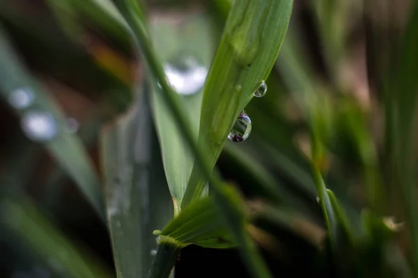 Dew drops on the blades of grass after the rain hang in them you can see the reflection