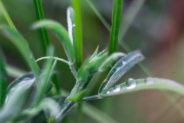 Dew drops on the blades of grass after the rain hang in them you can see the reflection