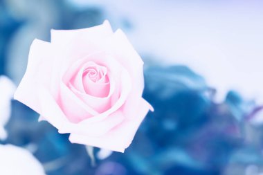 Sevgililer günü, Aşk, düğün konsepti, güzel mercan turuncu pembe taze doğa gül yakın, üst görünüm tebrik kartı tarzı, yaprakları spiral, üçüncükompozisyon kuralı. Vintage mavi süreç.