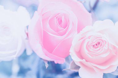 Sevgililer günü, düğün, celebration, Hediyelik konsepti, aşk, tebrik kartı style, sarmal yaprakları, kural thirds kompozisyon güzel mercan Turuncu pembe taze doğa gül, en iyi Görünümü Kapat