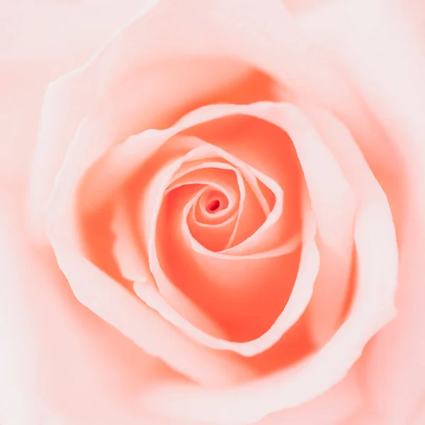 Valentines day, love concept, close up of beautiful coral orange pink fresh nature rose, top view greeting card style, spiral of petals middle composition