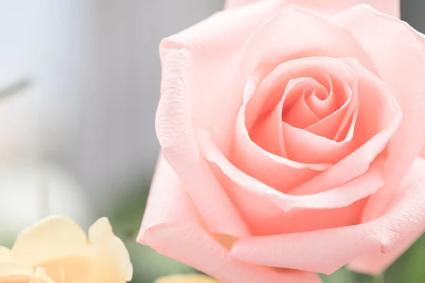 Valentine amor coração coral rosa fresco rosa — Fotografia de Stock
