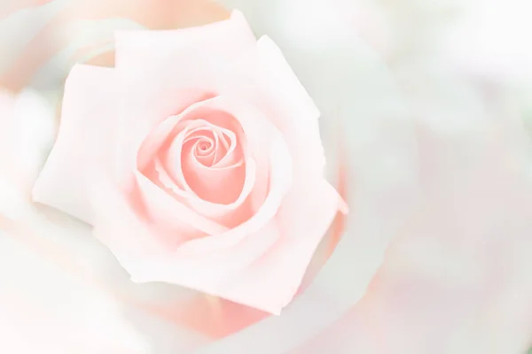 Valentine love heart coral fresh pink rose