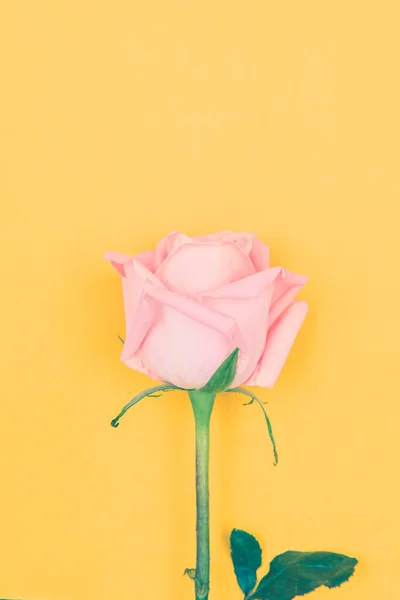 Valentine love heart fresh pink rose on yellow