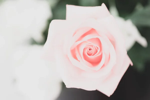 Valentine amor coração coral rosa fresco rosa — Fotografia de Stock