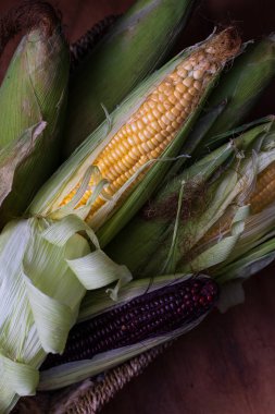 Siyah ve sarı mısır