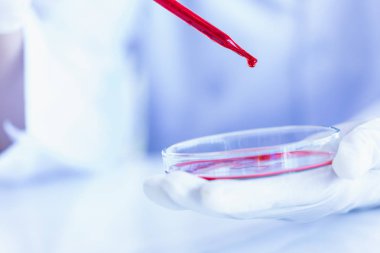 Bilim adamı petri kabına sıvı bırakarak