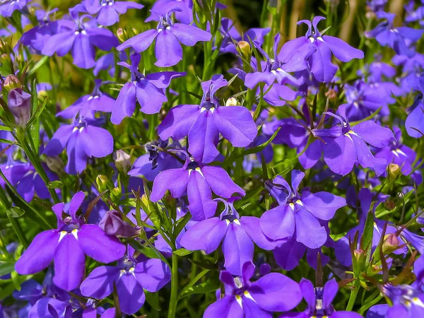 美丽的蓝色半边莲花 — 图库照片
