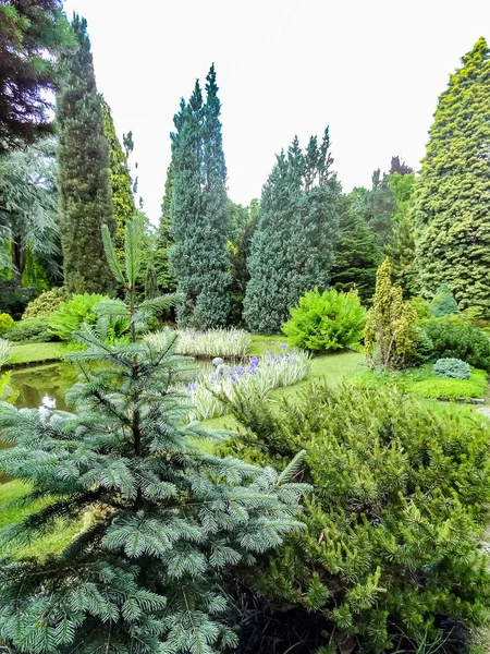 Piękny Ogród Drzew Iglastych Staw — Zdjęcie stockowe