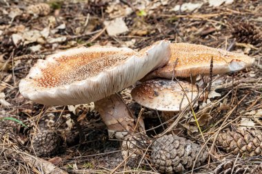 Trio sinek agarics çam kozalakları ile
