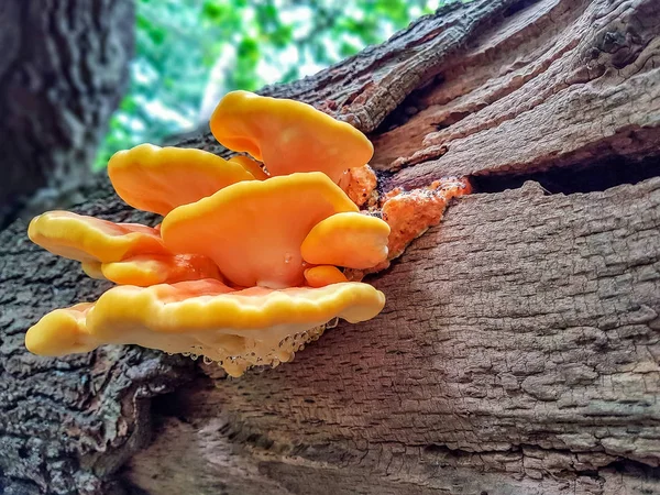 Zwavelzwam, tavuk Woods eski ağaç üzerinde