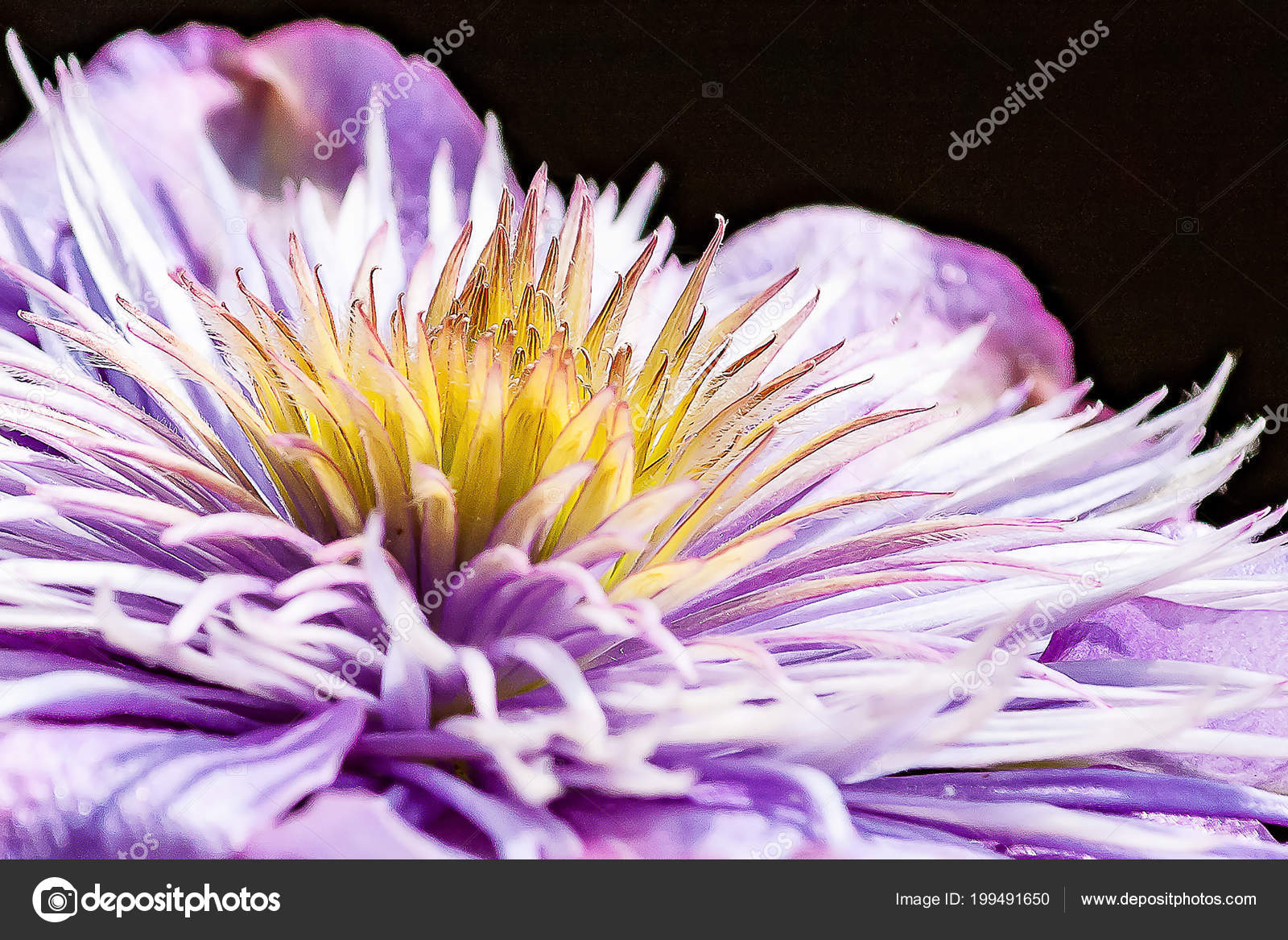 Das Herz Einer Blauen Clematis Blume Stockfotografie Lizenzfreie Fotos C Digitalpearls 199491650 Depositphotos